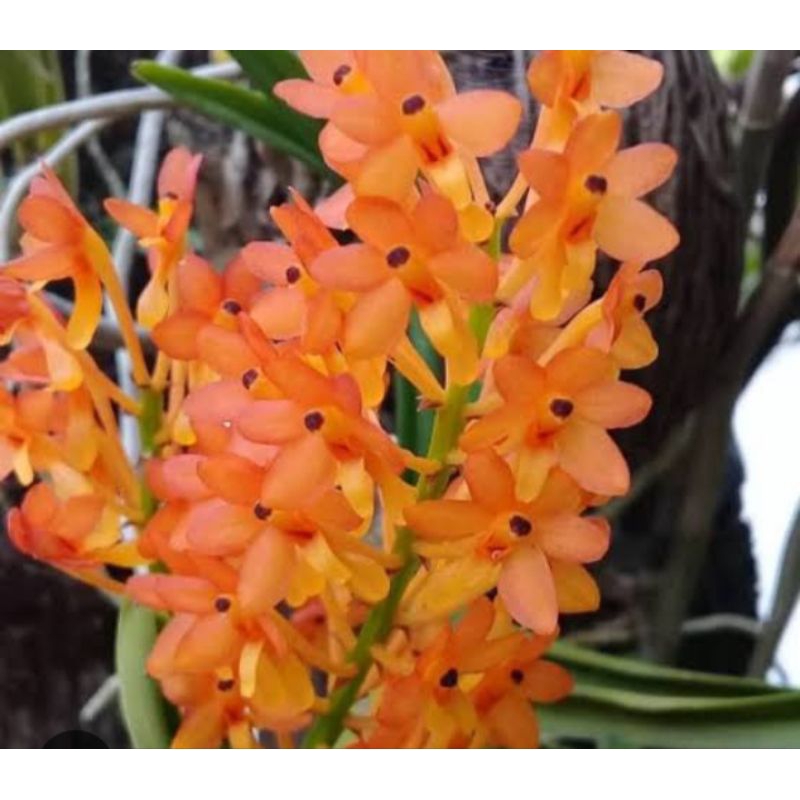 tanaman anggrek Vanda asco mini speaie