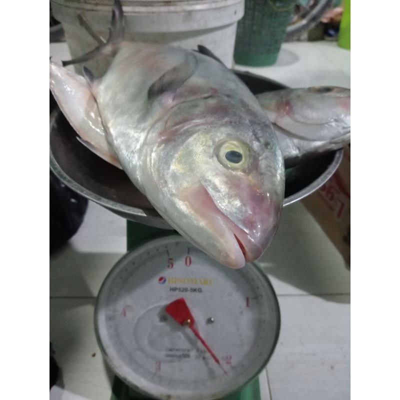 

Ikan kue segar Size 1 kg isi 2 ekor