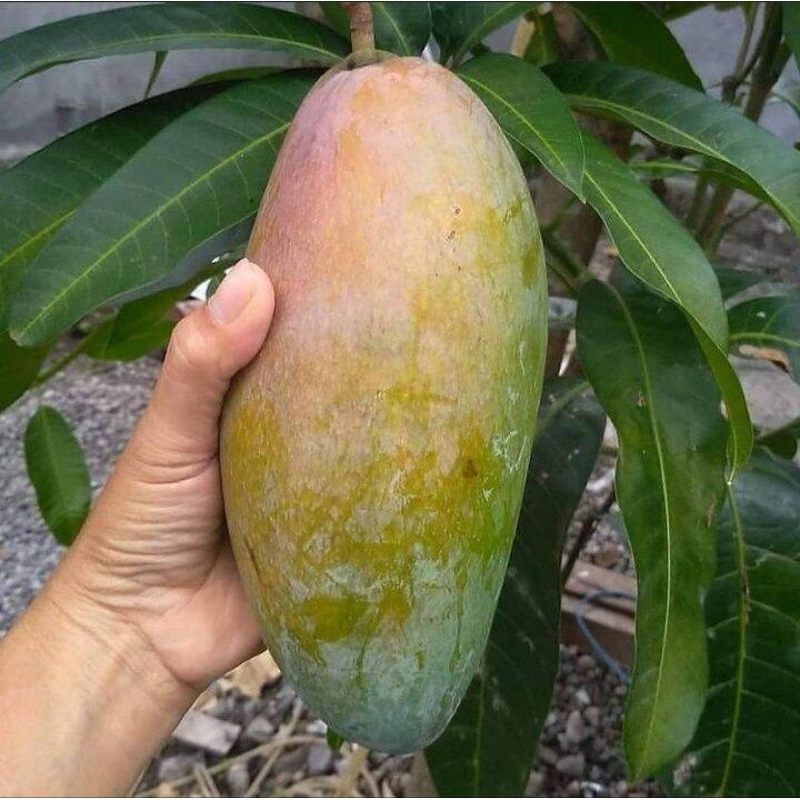 Bibit Tanaman Buah Mangga KIOJAY Mangga Thailand