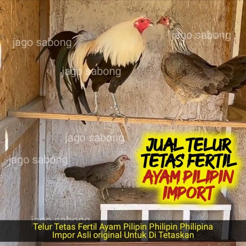 TELUR TETAS FERTIL AYAM ADUAN PILIPIN PHILIPIN PHILIPINE PURE IMPORT UNTUK DI TETASKAN / Bukan telur