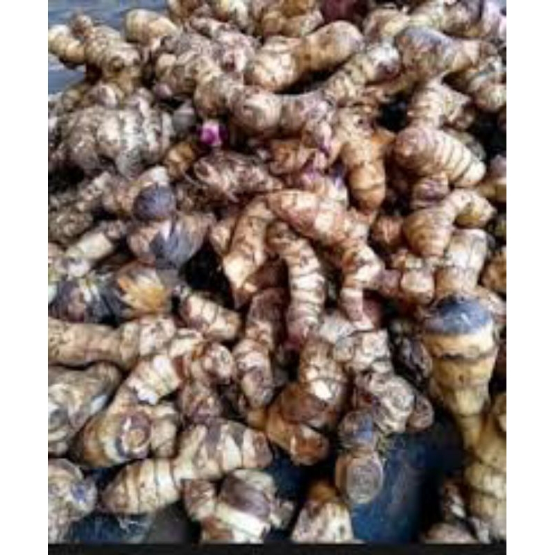 

umbi gayong fres 1kg