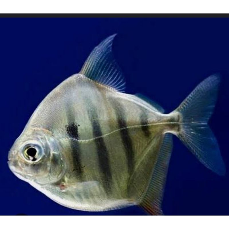 metynnis fasciatus dollar ..