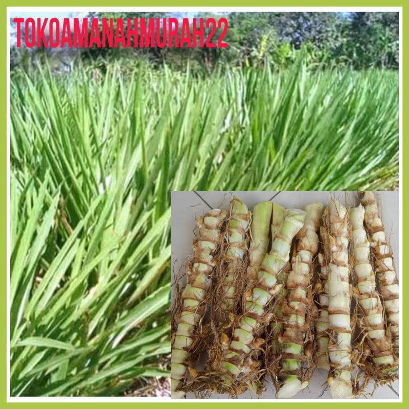 Bibit odot/Rumput Gajah Mini PakanTernak Termurah