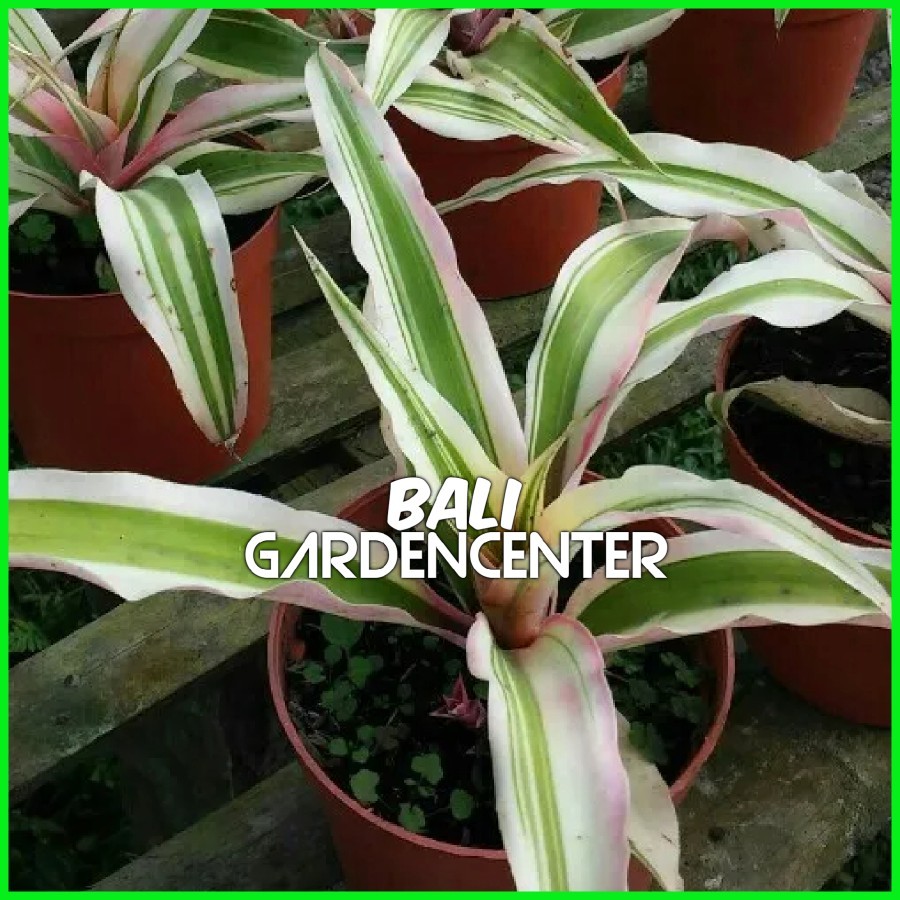 Tanaman Hias Cryptanthus Bromelioides - Cryptanthus Bromelioides