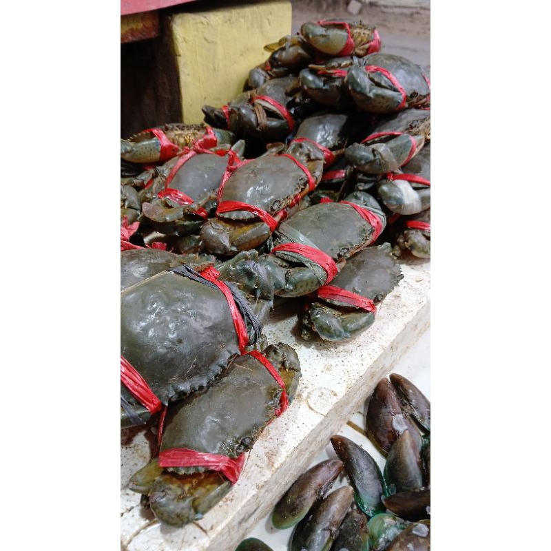 

kepiting tanggungan 1 kg isi 6-9 ekor
