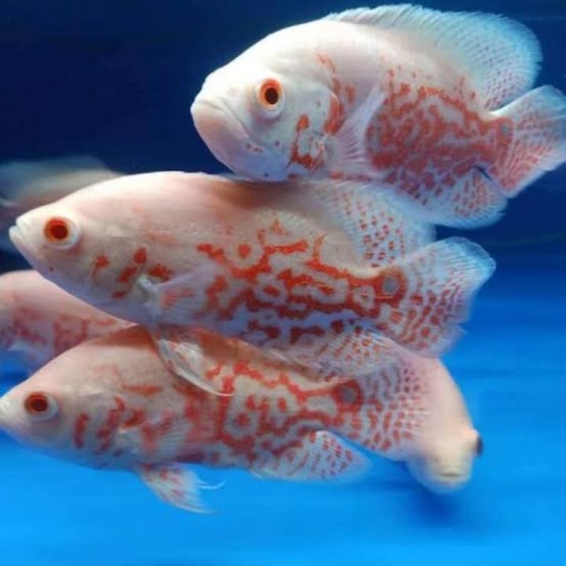 Oscar Albino Tiger Hiasan Aquarium Oscar paris Oscar Tembaga