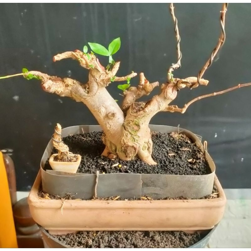 Bonsai prospek Anting putri