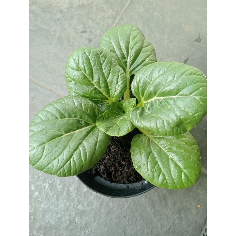 

Sayur Caisin Organik