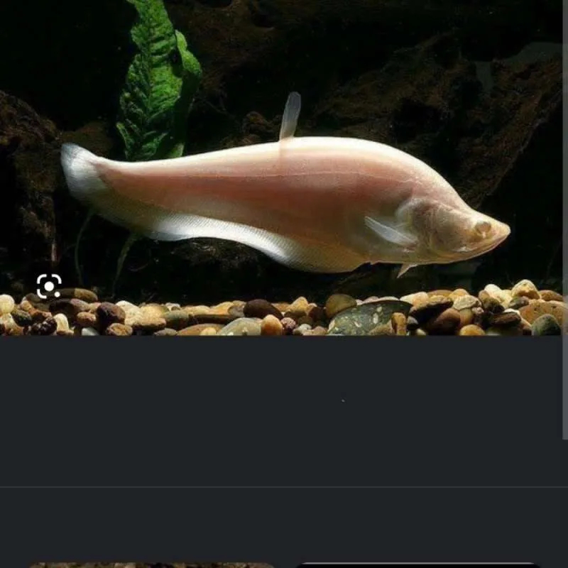 IKAN HIAS BELIDA ALBINO