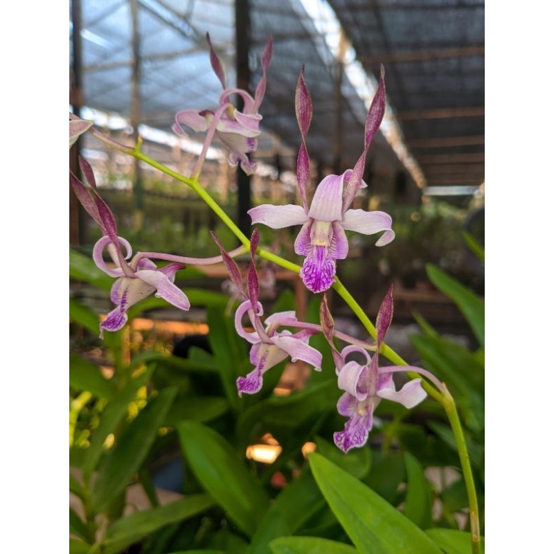 Dendrobium Oryen x antennatum