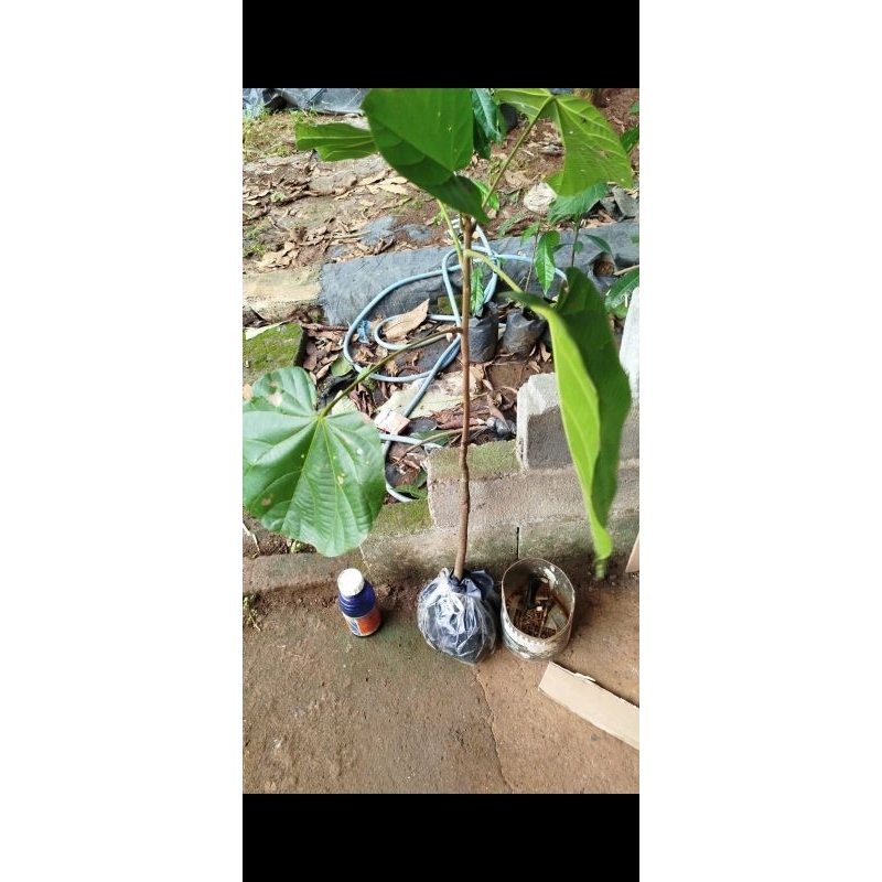 Paket tanaman mamey sapote tazumal dan peruvian sapote