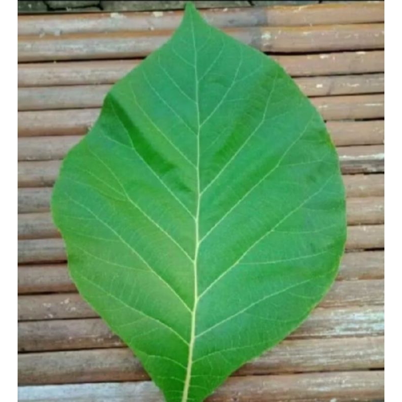 

DAUN JATI ISI 15 LEMBAR