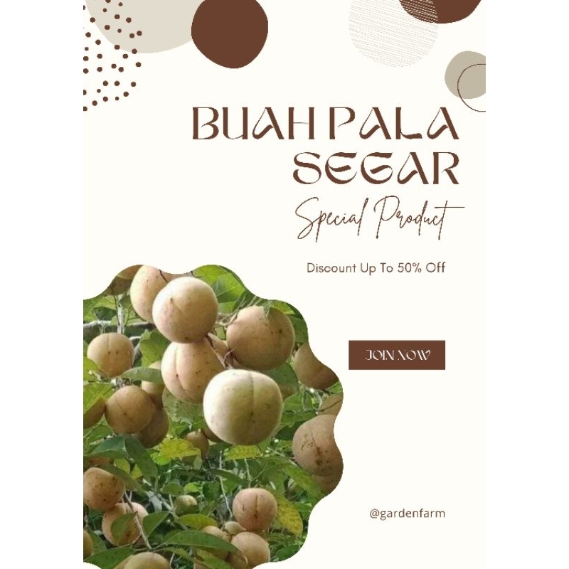 

buah pala segar 1kg fresh langsung petik dari pohon
