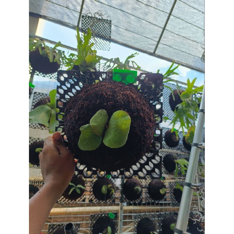 platycerium /kesimbar elephantotis /elephant hijau dc 25 x 25