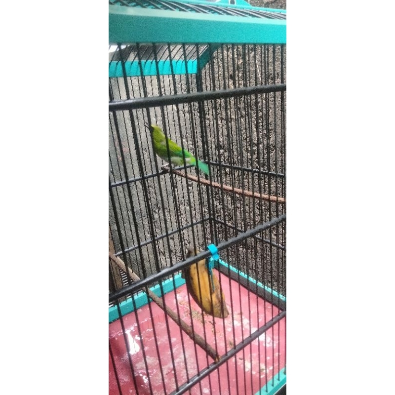 Burung cucak ijo rawatan jantan nopeng body big mulus