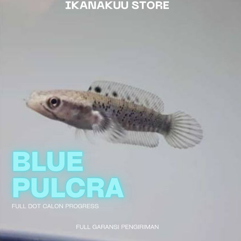 

BluePulcra Bonus Stiker