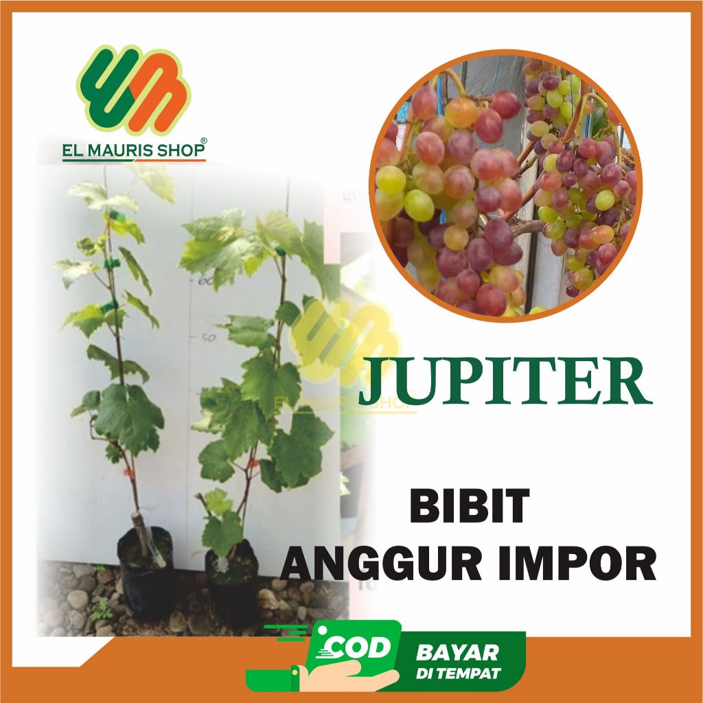 BIBIT ANGGUR IMPOR JUPITER GRAFTING / BIBIT ANGGUR GENJAH MUDAH DIBUAHKAN / ANGGUR JUPITER