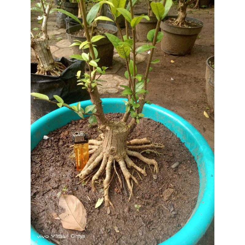 bahan bonsai anting putri prokaran