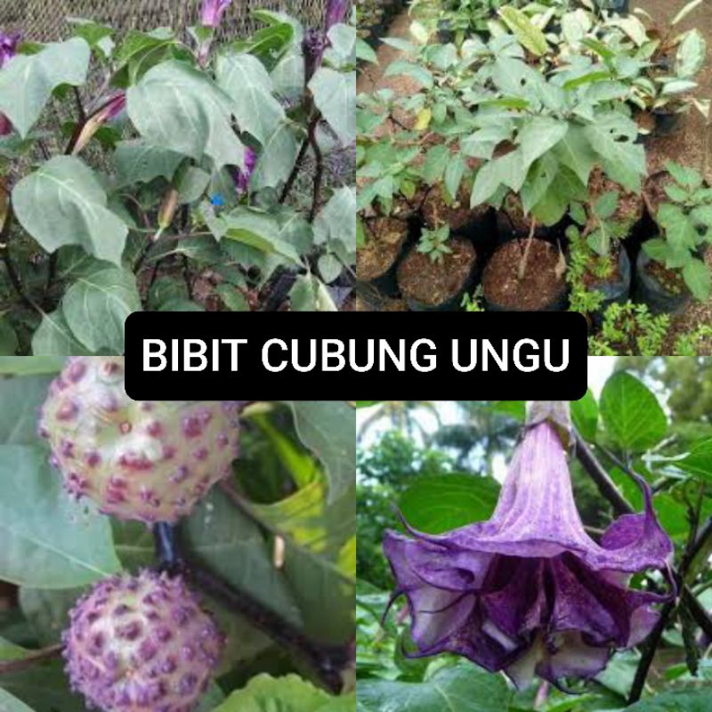 PROMO bibit bunga kecubung ungu (obat herbal)
