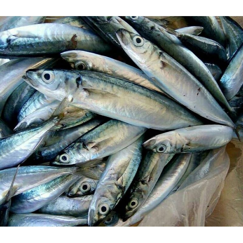 

Ikan Dungun Segar