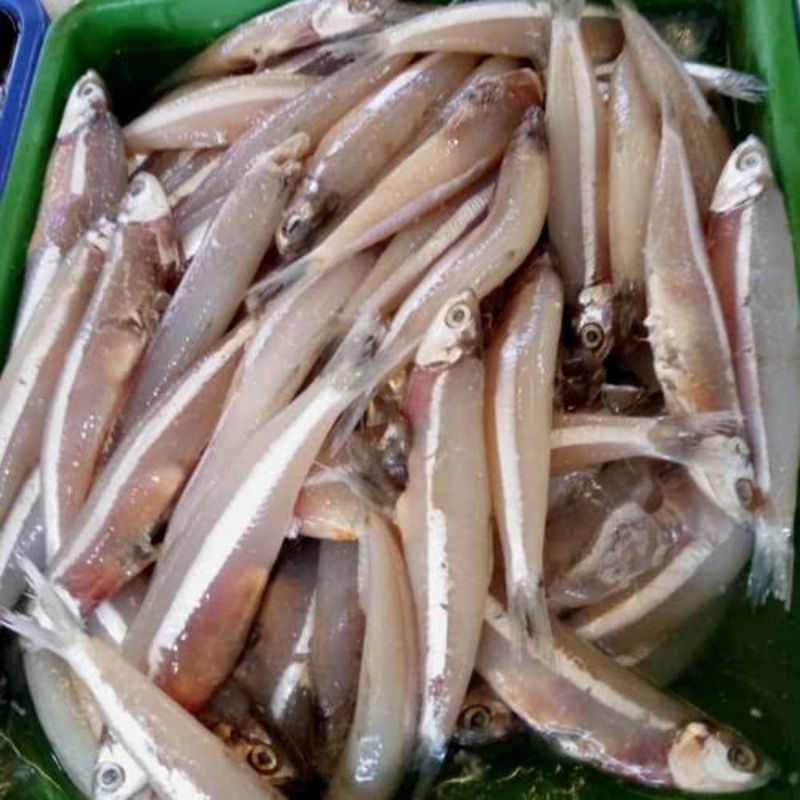 

Ikan Bilis Segar / Ikan Teri Basah Segar