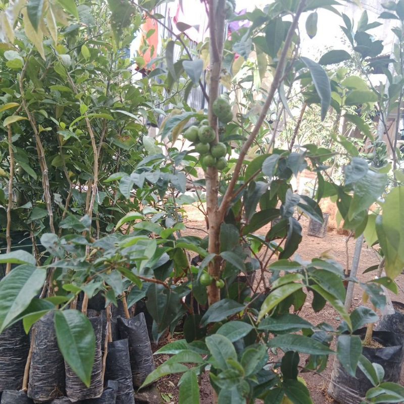 Bibit besar Anggur Pohon Escarlett valid