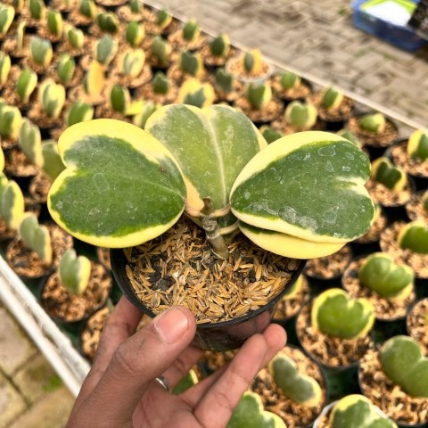 Tanaman Hias Hoya Love Variegata| Hoya Hearts