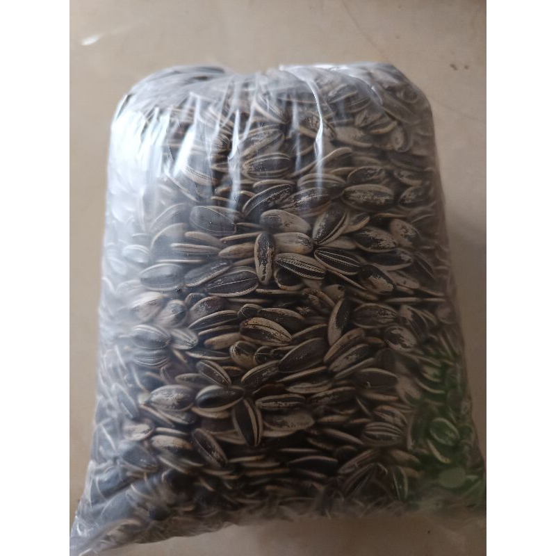

biji matahari jumbo untuk burung parot