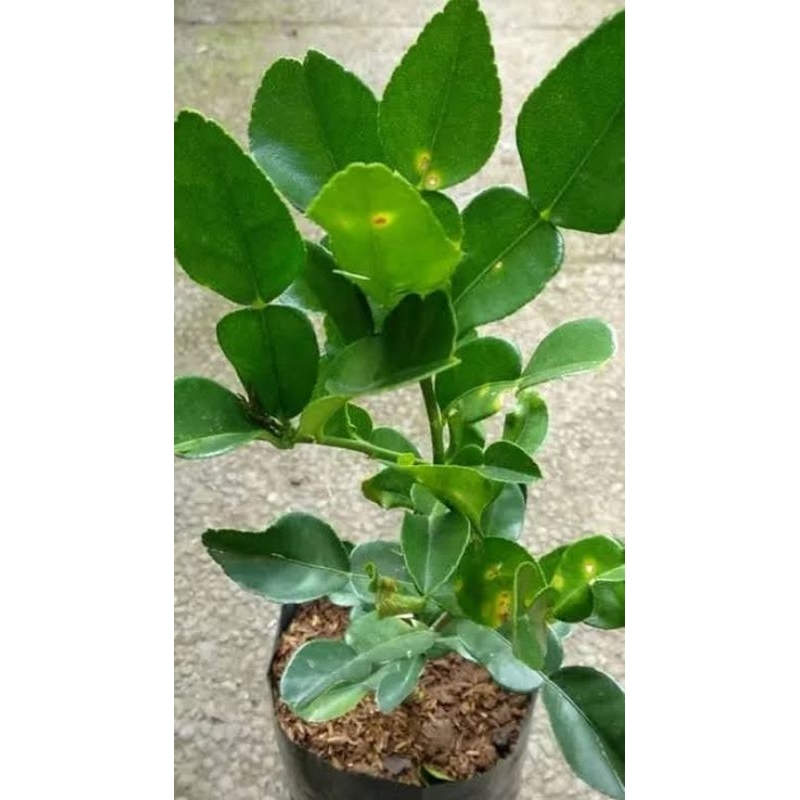 

Bibit stek daun jeruk/daun jeruk purut, herbal alami