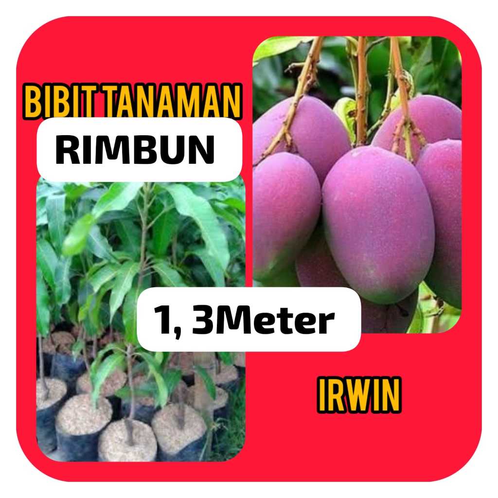 Bibit Mangga Irwin 1.3 Meter Rimbun ( Pakai Kurir Cargo )