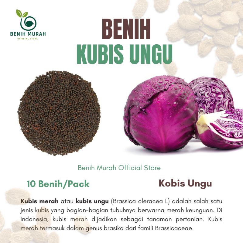 

BENIH KUBIS UNGU
