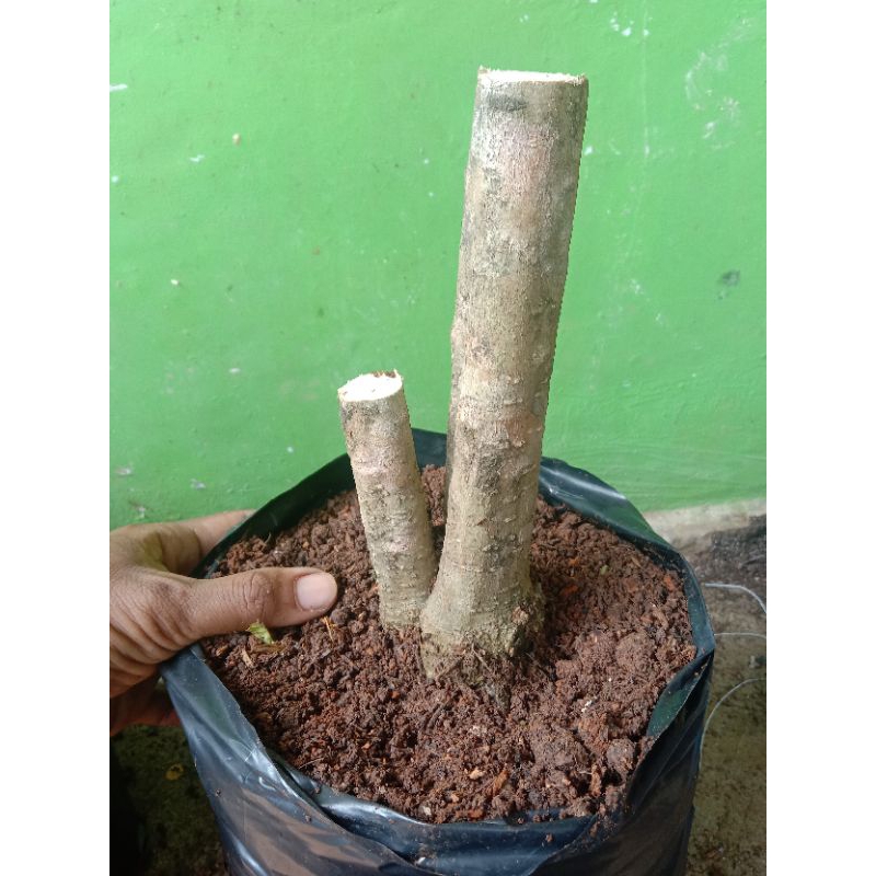 bonggol anting putri