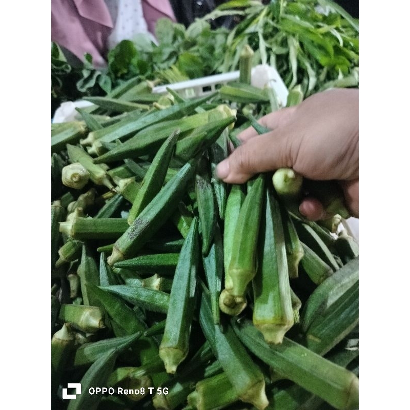 

Sayur okra segar500grm