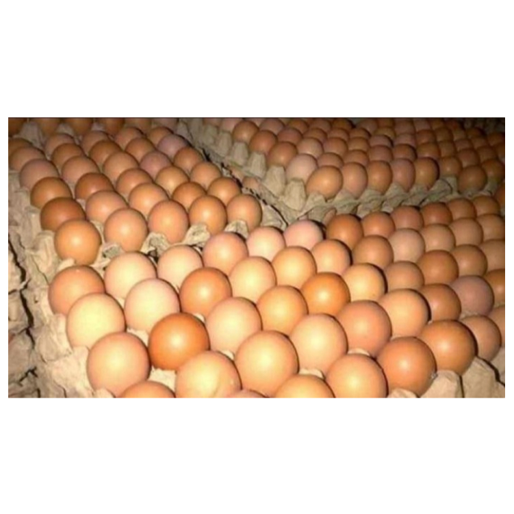 

TELUR AYAM Biasa Chicken Egg Eggs isi 10 pcs