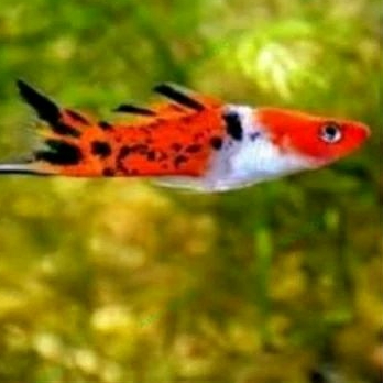

HIASAN AQUARIUM/PLATY SANKE UKURAN 4 CM
