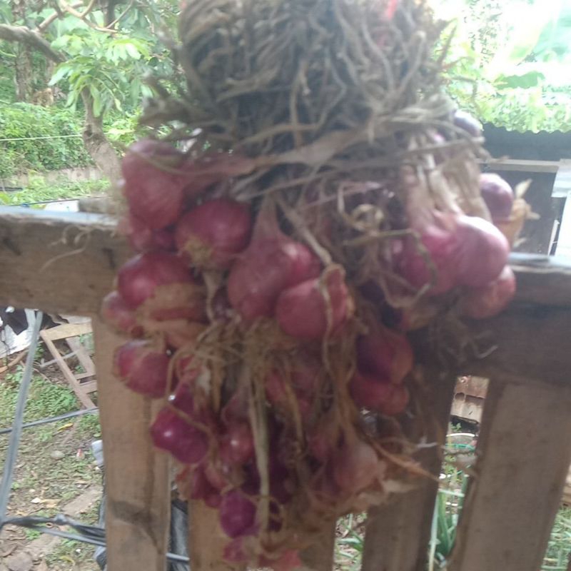 

bawang merah super