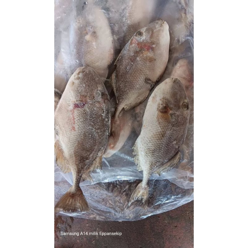 

Ikan Ayam Ayam Etong RJ Fish