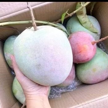 

Mangga Agrimania 2 Kg isi 3 Buah