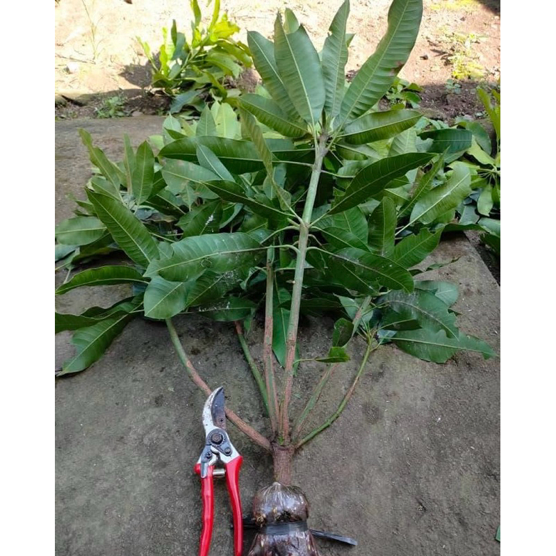 cangkok mangga manalagi bercabang buat tabulampot