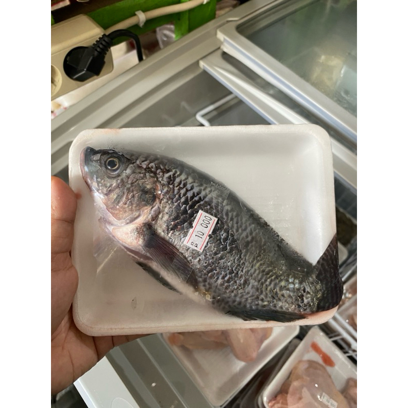 

ikan segar beku