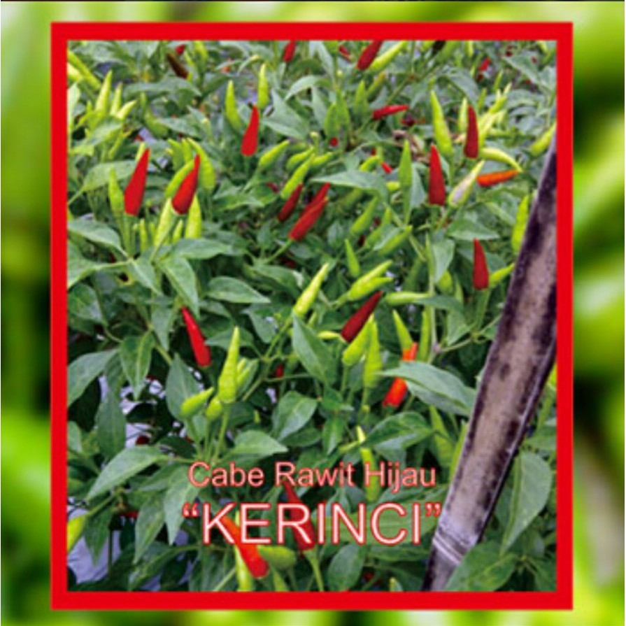 35 Biji - Benih Cabe Rawit Hijau Kerinci - Garuda Seed - Cabe Rawit Tegak - Benih Seribuan Super