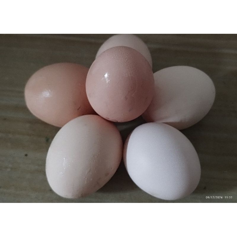 

Telur Ayam Kampung bisa ditetaskan dan dibuat jamu