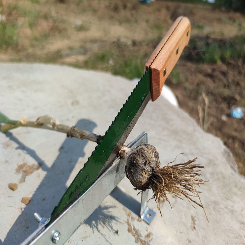 Pencacah Rumput Manual，Manual Pencacah Rumput, Memanen Bawang Putih dengan Pemotong