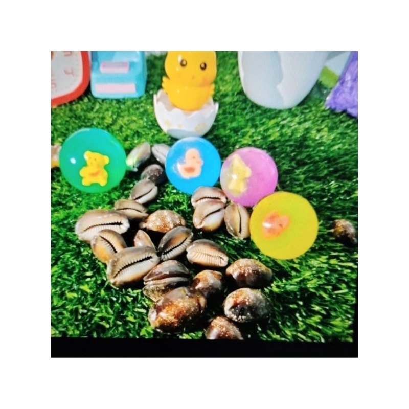 set bal bekel dan 10 biji kerang hitam/putih