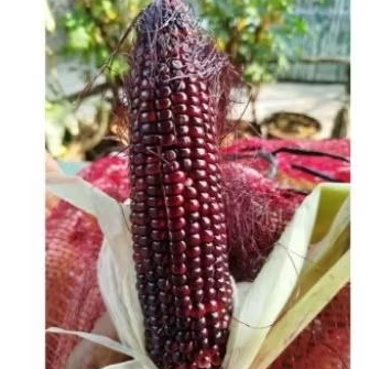 

Jagung ketan/jagung ungu 1kg/jagung ketan ungu