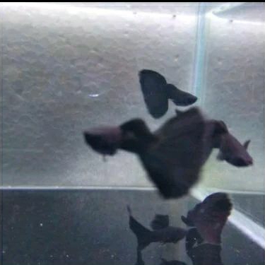 

GUPPY BLACK MOSCOW UKURAN 3 CM_ HIASAN AQUARIUM PAKET KERDUS ( DEWANTO IRAWAN)
