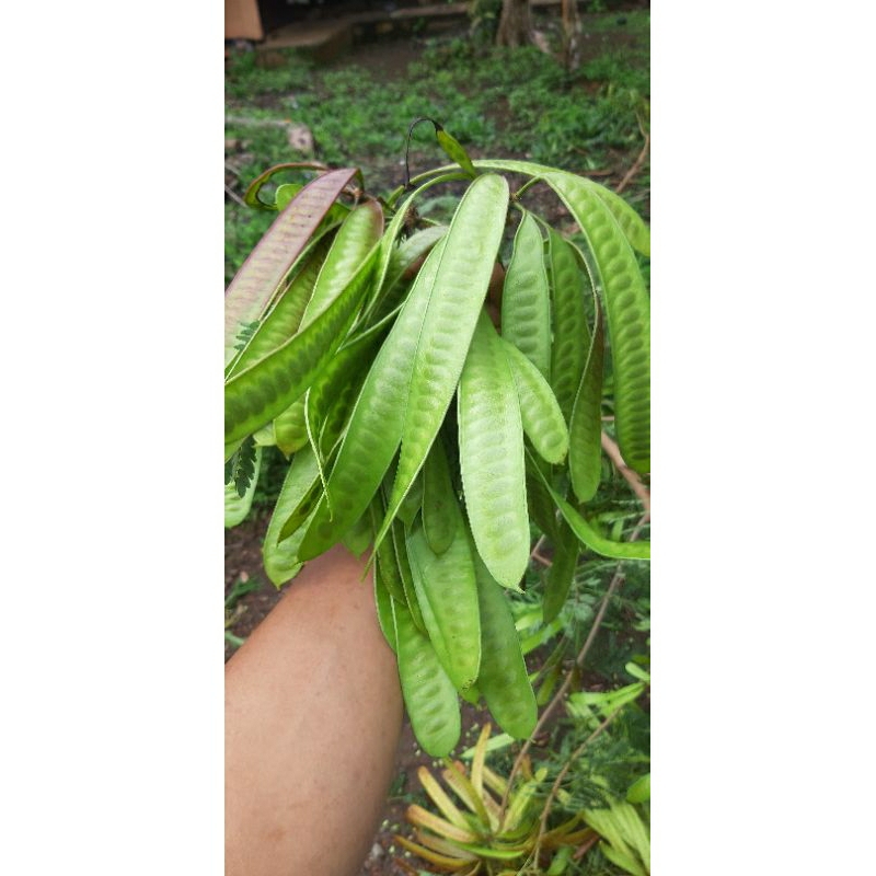 

petai selong/lamtoro