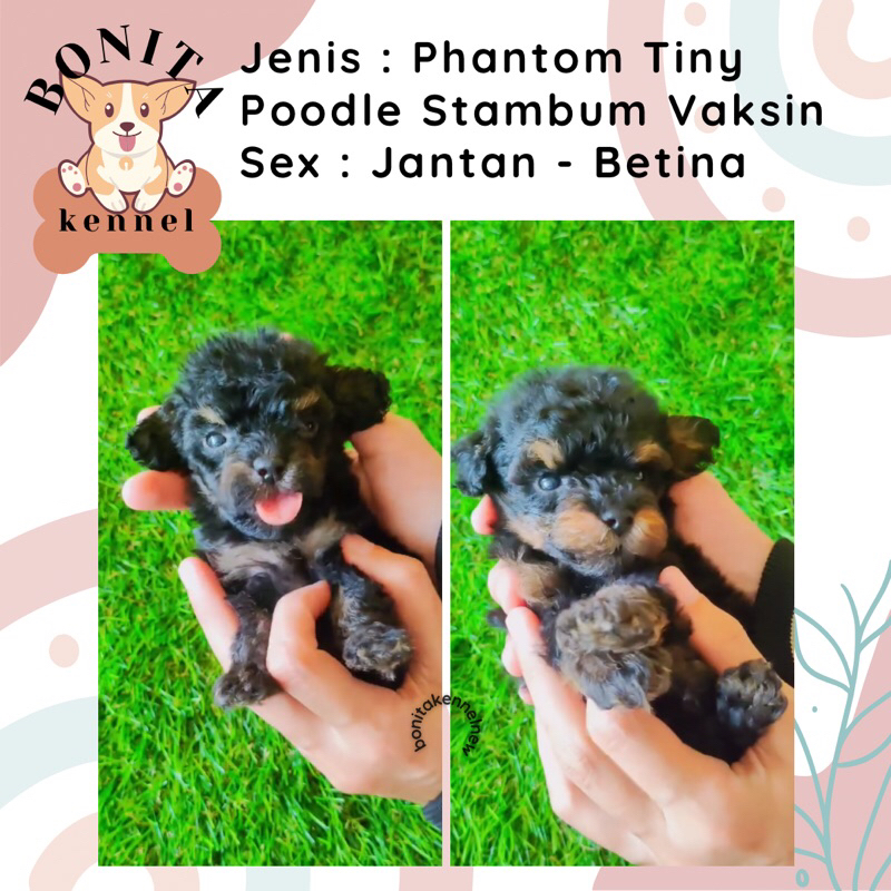 Phantom Toy Tiny Tea Cup Poodle Stambum Jantan Betina Anak Anjing Poodle Black Apricot Red