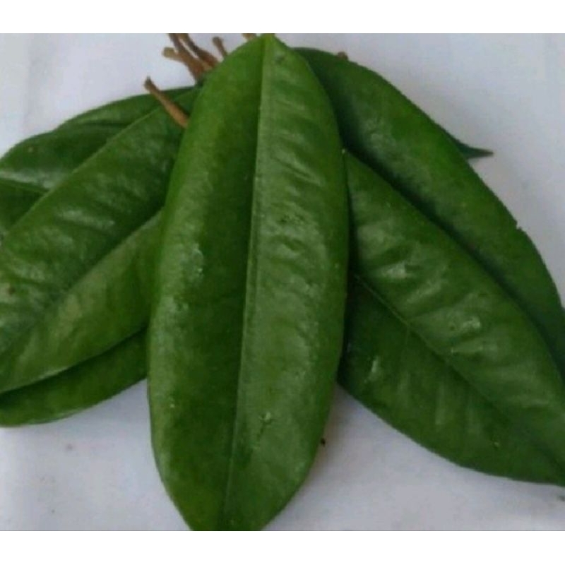 

DAUN DURIAN PER 100 LEMBAR OBAT HERBAL