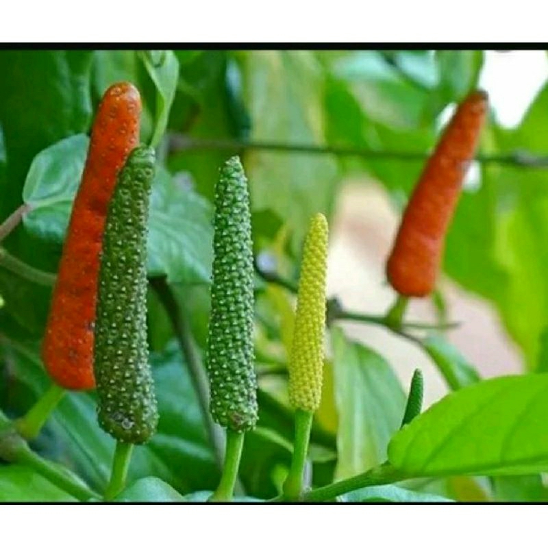 Bibit tanaman obat herbal cabe jawa cabe puyang cabe jamu super hibrida murah ekonomis sesuai gambar